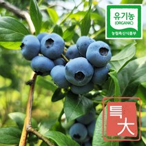 유기농블루베리 냉동 국산 3kg 대과 산지직송, 강특대과 3kg, 1개