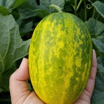 [자연맛남] 산지직송 성산 파파야메론 2kg (3-7과)