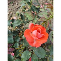 사계장미(사계땅장미 사계넝쿨장미 사계줄장미)/장미/, 땅장미, 주황