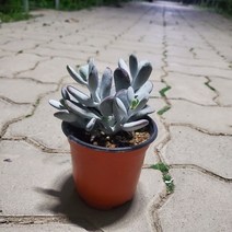 가홈플라워 방울복랑 미니다육식물 공기정화