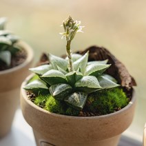 하월시아 옵투사 19종, 12 적염