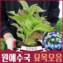 수국나무 묘목 11종모음 갤럭시 웨딩부케 쿠레나이 홍매 캔디 별수국 은하수 무희 환희 엔들레스썸머 메구미, 08.은하수
