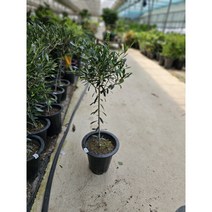 무배특가 농장추천 올리브 외목대 대품 반려식물 70-110cm 229, 1개