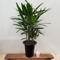 [용이네 화원] 풍성함이 가득 공기정화식물 관음죽 중형 330 화원 농원, 1개