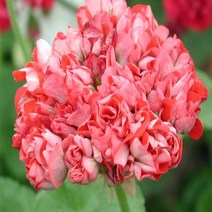 제라늄 10cm 로즈버드 브라이스톤, 1개