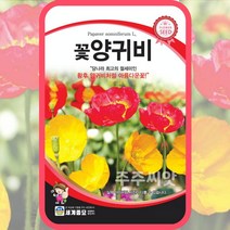 꽃양귀비씨앗 양귀비종자 혼합 2000립 꽃씨 꽃씨몰 원예용, 단품