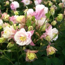 [꽃씨]매발톱꽃(더블)-로즈화이트 10립