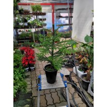 겨울특집 아라우카리아 중대품 50-70cm 149