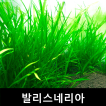 발리스네리아 초보자수초 자연수초 부상수초 수초맛집 수초의모든것 수초몰 득템수초 수초농장 수초 수초전문 음성수초 초보수초 인기수초 구피 치어 은신처, 5뿌리