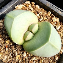 꽃나무팜 (5개한세트) 리톱스 금영 적화 코노피튬 희귀다육 반려식물 다육식물키우기