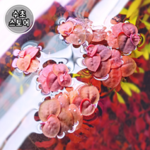 [수초스토어] 검역 필란터스 플루이탄스 7뿌리 (초록색) 부상수초 / 구피 새우 어항 수초 쉬운 예쁜 수경식물 공기정화식물 은신처 초보 풍성한 흑사 붉은 무이탄 치어 베타 열대어