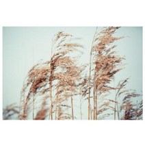 갈대 감상 100x73cm 액자/ 테이블 예술 아트그림액자, 선택사항_알루미늄 (골드)