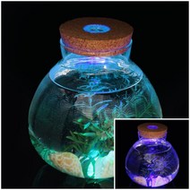 애완 반려 식물 마리모 키우기 LED 유리병 15X16CM