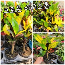 크론톤 아아스톤0012 특 랜덤 공기정화식물/미세먼지/공기정화효과 공기정화식물
