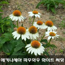 [해피플라워] 에키네시아(에키나세아) 파우와우 화이트 씨앗 100립 / 봄 여름 가을 파종 꽃씨, 1개