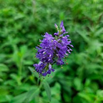 서경농원 블루세이지 사루비아 가을꽃 4치 포트묘 10개 들꽃 야생화