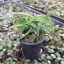 [숯돌꽃농원] 대파청해 풍란 소엽풍란 부귀란 (소)