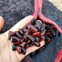 [월순네 농장] 2022년 포포 햇씨 100g