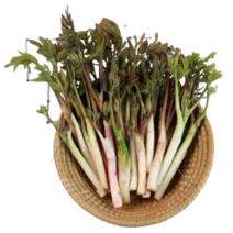 강원도 땅두릅 자연산 두릅 300g 500g 1kg 2kg