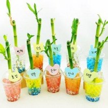 나만의 이름표 개운죽 키우기세트10인(자갈+소일)