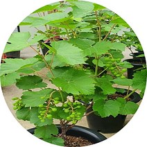 머루나무 개량머루 결실주 유실수