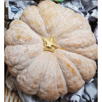 국산 늙은호박 3kg 부기 이유식 건강 즙 다이어트 요리 맷돌 꿀단지 범벅 영양소 싱싱 껍질 죽 전 새알 김치 부침개 채 고지 산후 혈압, 1개