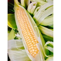 [사전예약 출고예상5월20일]제주해풍 맞고자란 초당옥수수 20브릭스이상 상품20개, [사전예약]해풍맞고자란 초당옥수수 상품20개