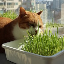 플라팜 캣그라스 재배세트 캣글라스 수경재배 화분, 1세트