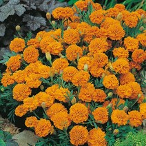 식용꽃 씨앗] 메리골드 수퍼보이 오렌지 (프렌치메리골드) 10립