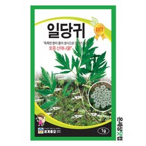 일당귀 1g / 일당귀씨앗 일당귀씨 약초 씨앗 토속나물