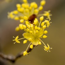 [충북농원] 산수유 묘목 실생묘 1-2년생, 실생/2년생