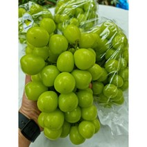 늘푸레 가락시장1등 선물용 고당도 샤인머스켓 샤인머스캣 망고포도 2kg