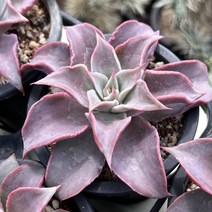 올식스 마디바 다육식물 다육이 키우기 공기정화식물 개업화분