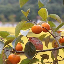 도봉물산특가_[국내산] 영화청과 특급 창원단감 10kg 태추 진영 가격 부유, 1, 본상품선택