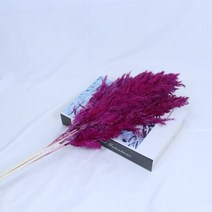 대형 화분 큰팜파스 잔디 말린 꽃 푹신한 자연 홈 보헤미안 장식 국가 웨딩, 04 D_01 5pcs