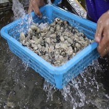 통영 햇생굴 1kg (산지직송/당일손질/선도최강/횟감/깐굴)