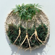 수진생 수경재배 잎 째먹는 장뇌삼 산양삼 4~6년근, 수진생 4~6년근 15뿌리