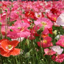 야생화 꽃양귀비(혼합) 꽃 씨앗 1kg