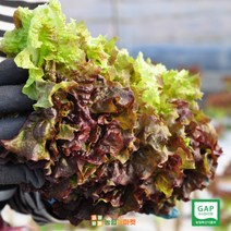 [익산원예농협]프리미엄 GAP인증 꽃상추/청상추/상추 2kg 1box당 2kg, 1박스(2kg)