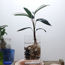 관음죽 집에서키우기쉬운식물 음지식물 관음죽 수경재배 둥근 유리화병포함 (제스트)_741EA, 본상품선택