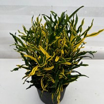 [다은꽃농원]화려한 잎의 모양과 색채 옐로우 바나나 크로톤 키우기쉬운 실내공기정화식물 인테리어