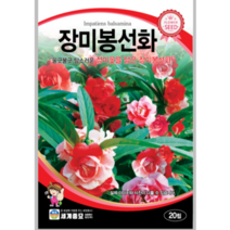 장미봉선화 20알 + 서비스씨앗증정
