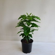 온누리농원 커피나무 아라비카 공기정화식물 반려식물