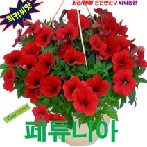 페튜니아 페츄니아 레드 30립 오래가는 화초