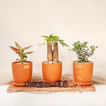 1+1 키우기 쉬운 실내 공기정화식물 선물용 반려식물 14종 바소 토분(+화분받침) 금전수 로즈마리 유칼립투스 율마 고무나무 몬스테라 산세베리아 스투키 파키라, 13_스투키, 14_파키라(목대3)