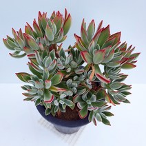 부용 다육이 모음 솜털같은 부드러운 다육식물, 부용중품(150), 1개