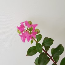 목백일홍(랜덤)