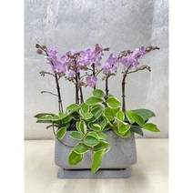 퀵 배송 서울 경기 농장직영배송 승진축하화분 승진축하난 서양난, 1.화이트