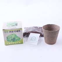 봉선화 키우기세트