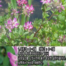 (L131)자운영꽃씨앗 5kg